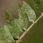 Vicia cassubica ഇല