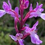 Orchis canariensis Квітка