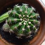 Echinopsis eyriesii Листок