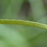 Eriophorum latifolium Bark