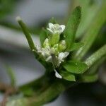 Cardamine bonariensis Flower