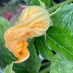 Cucurbita pepo Otro