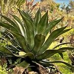 Agave salmiana 葉