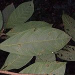 Licania heteromorpha 叶