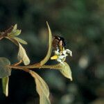 Solanum velutinum Blüte