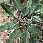 Elaeocarpus gummatus Folla