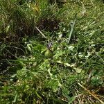 Cirsium acaulon Altro