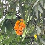Cordia subcordata Flor