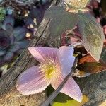 Clematis montana Blomst