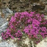 Saxifraga oppositifolia Hábito