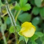 Potentilla anglica Квітка