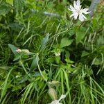 Silene dichotoma Hábito