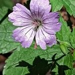 Geranium nodosumപുഷ്പം