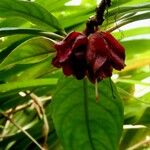 Drymonia coccinea Flower