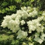 Melaleuca linariifolia Virág