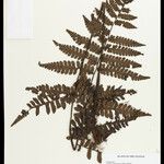 Cyathea surinamensis Лист
