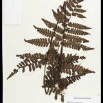 Cyathea surinamensis 叶