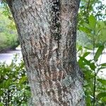 Ilex cassine Corteza