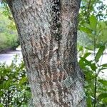 Ilex cassine Bark