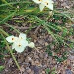 Dietes bicolor Flower