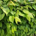 Carpinus orientalis Blad