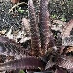 Cryptanthus zonatus Blad