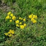 Senecio vernalis Habitus