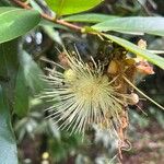 Syzygium jambos Flor