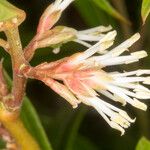 Sarcococca hookeriana Kora