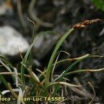 Carex rupestris Облик