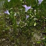 Campanula patula subsp. abietina