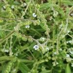 Cynoglossum lanceolatum Flor