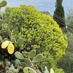 Euphorbia dendroides Habit