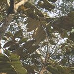 Polyscias fulva Blatt