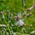 Lactuca floridana 果実