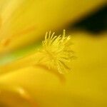 Turnera ulmifolia Kvet