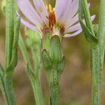 Tripolium pannonicum 花