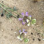 Lupinus tidestromii Flower