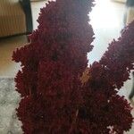 Amaranthus caudatusFlower