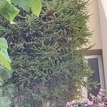 Cupressus sempervirensপাতা