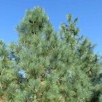 Pinus jeffreyi Feuille