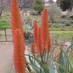 Aloe marlothiiFlower