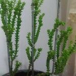 Crassula tillaea 葉