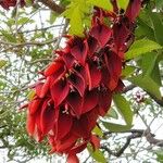 Erythrina crista-galli Flower