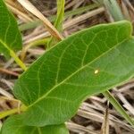 Ipomoea imperati برگ