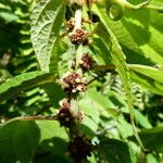 Boehmeria ramiflora Fruto