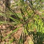 Pinus virginiana Leaf