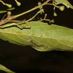 Nectandra membranacea Feuille