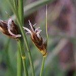 Carex divisa Lorea