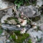 Hieracium maculatum Fruchs